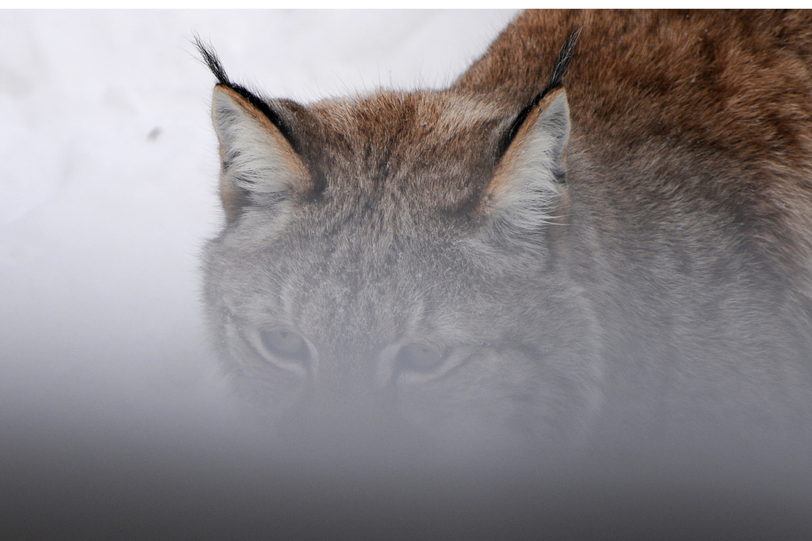 Luchs im Schneetreiben