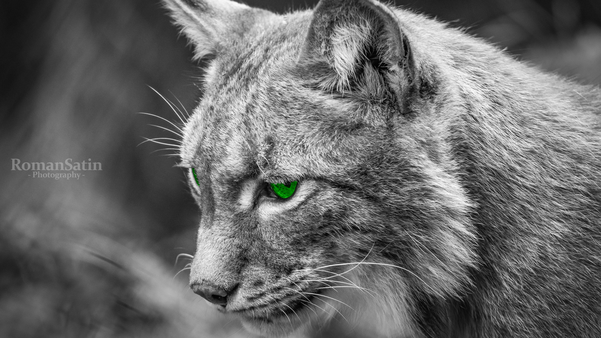 Luchs im Schwarzwald