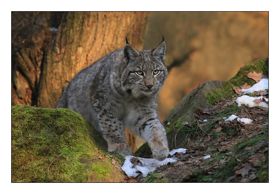 Luchs im Sonnenlicht