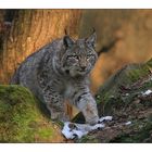 Luchs im Sonnenlicht