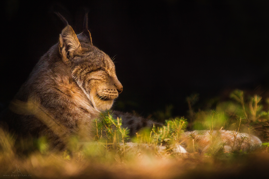 Luchs im Sonnenlicht