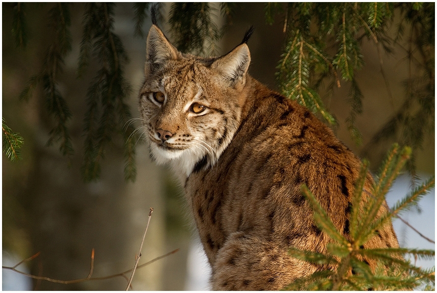 Luchs im Sonnenlicht