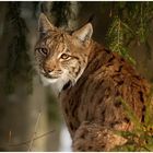 Luchs im Sonnenlicht