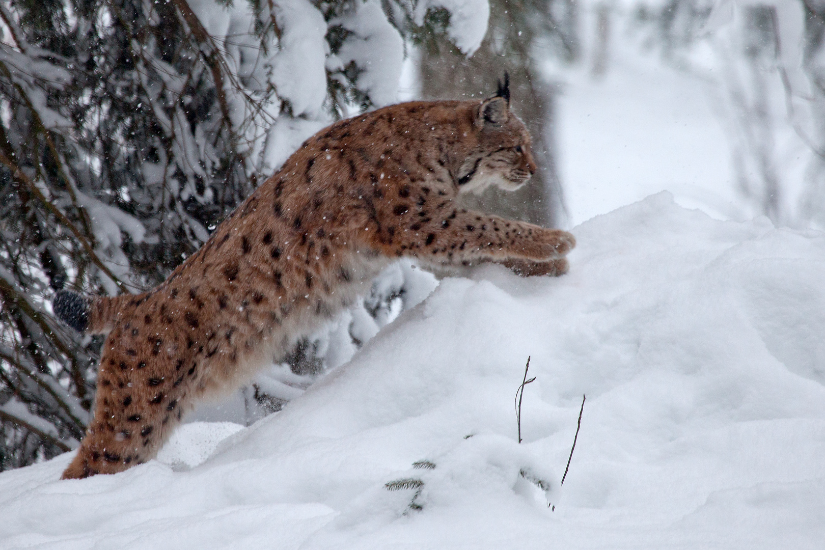 Luchs im Sprung