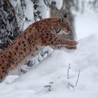 Luchs im Sprung