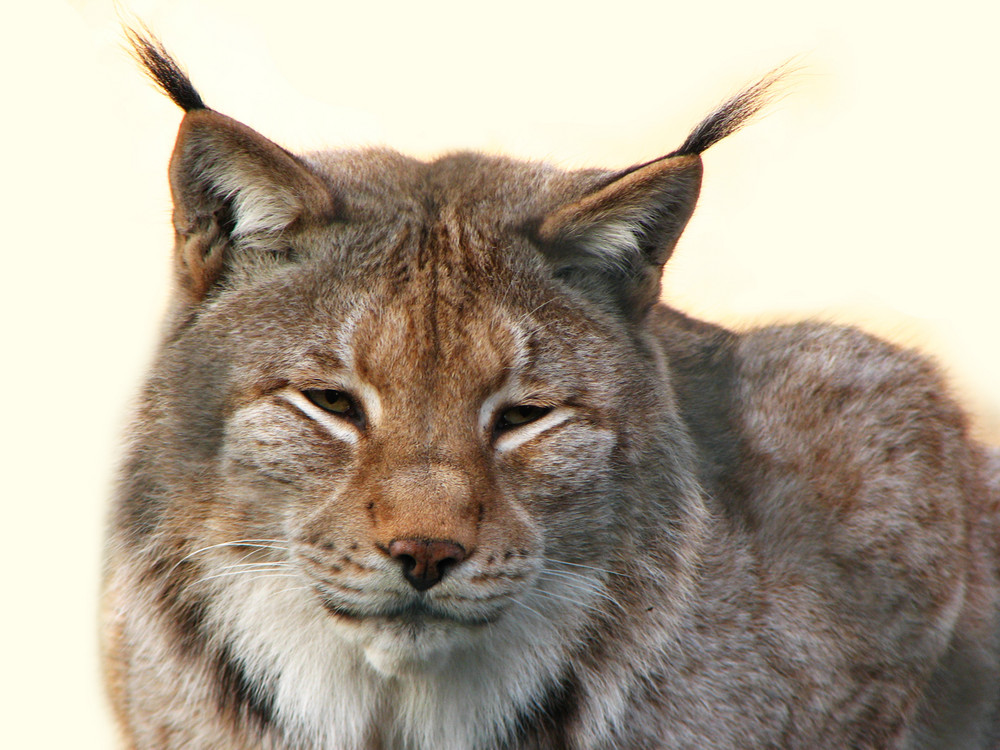 Luchs im Staßfurter Tierpark