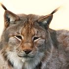 Luchs im Staßfurter Tierpark