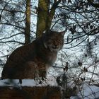 Luchs im Straubinger Zoo