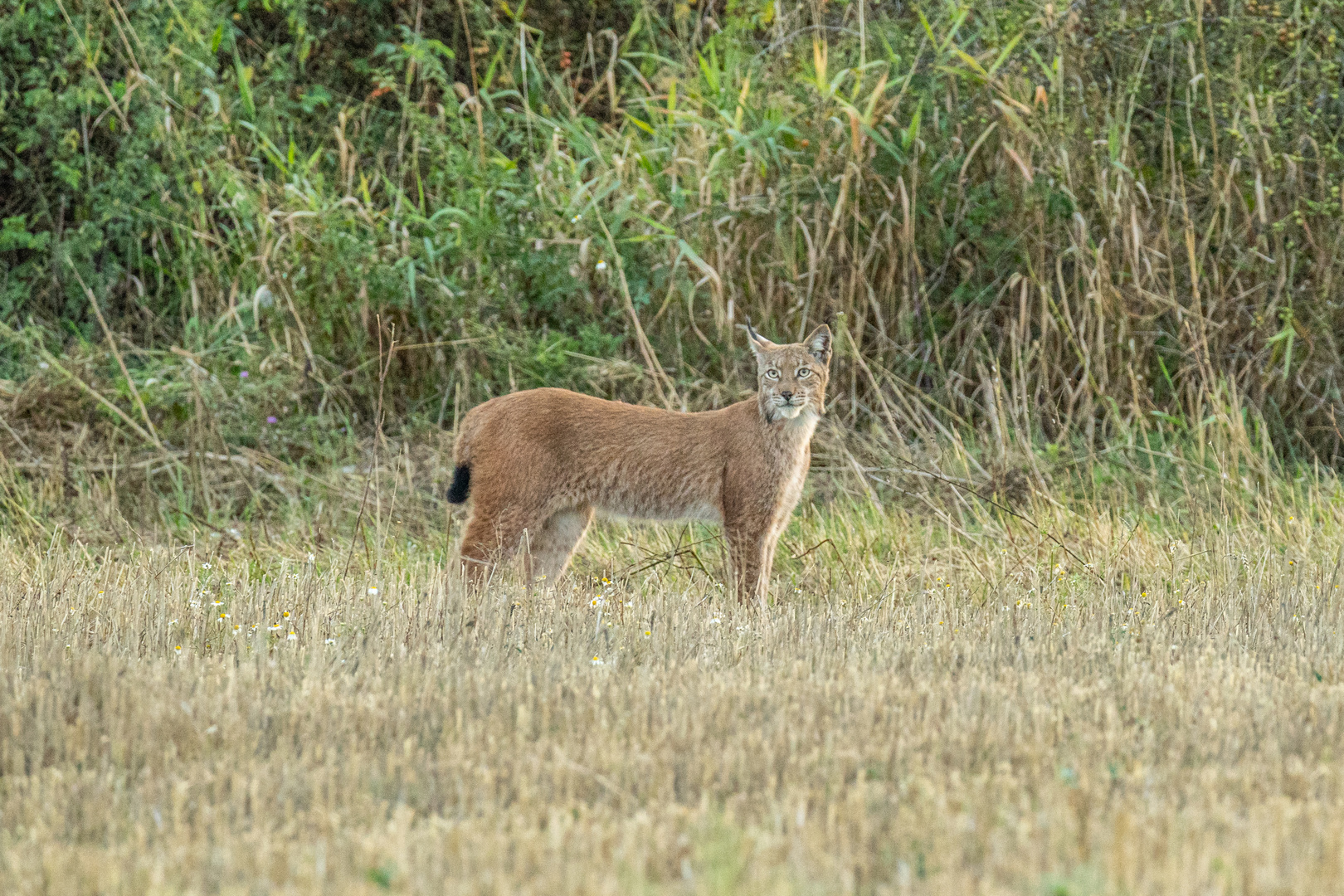 Luchs im Südharz