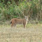 Luchs im Südharz