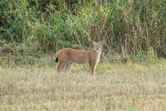 Luchs im Südharz