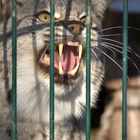 Luchs im Suhler Tierpark ,