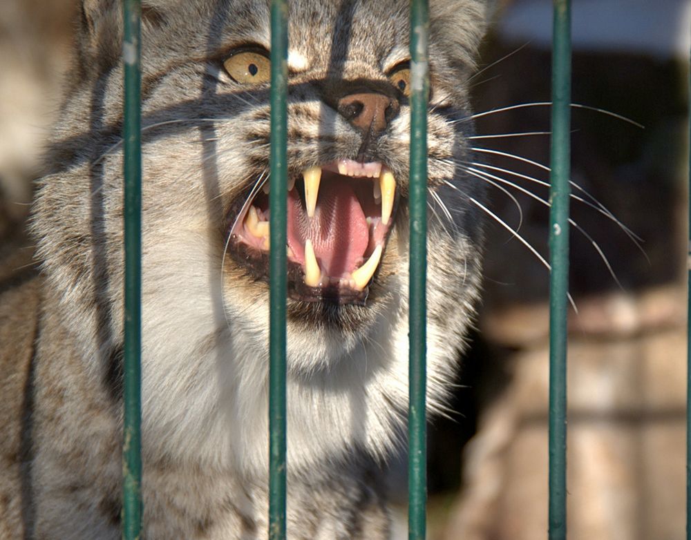 Luchs im Suhler Tierpark ,