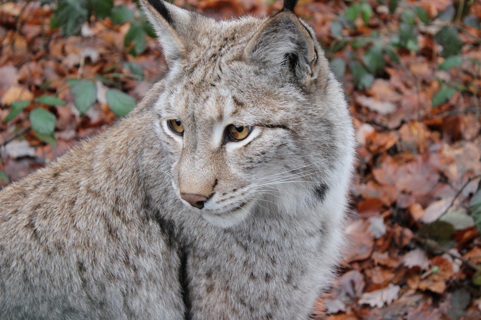 Luchs im Tierpark