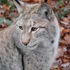 Luchs im Tierpark