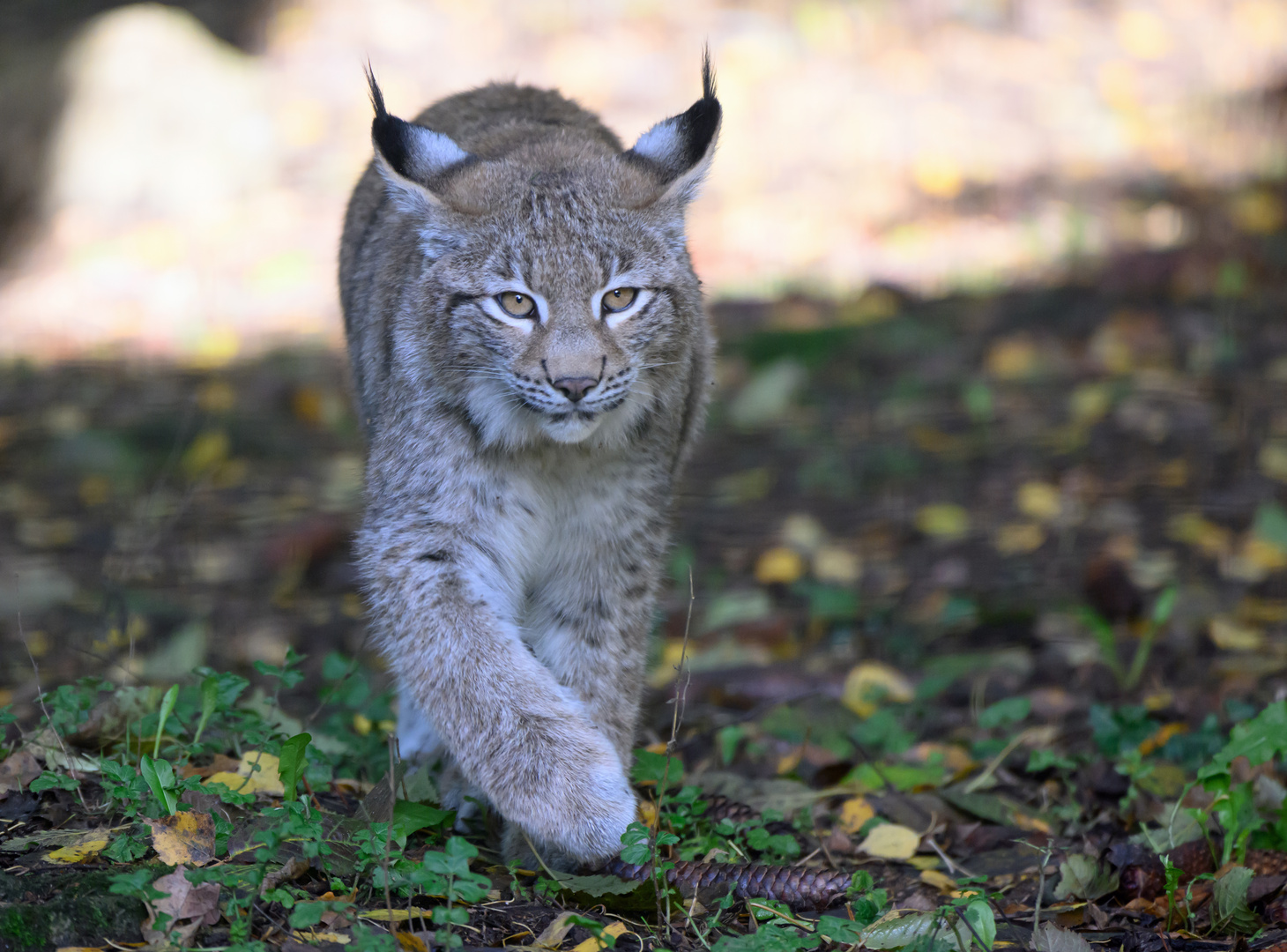 Luchs im Tierpark