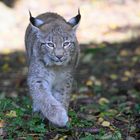 Luchs im Tierpark