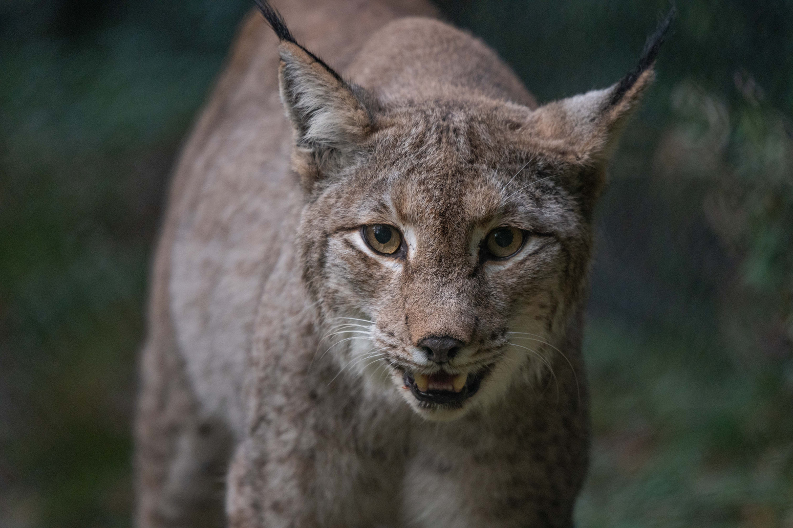 Luchs im Tierpark