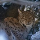 Luchs im Tierpark Arth-Goldau