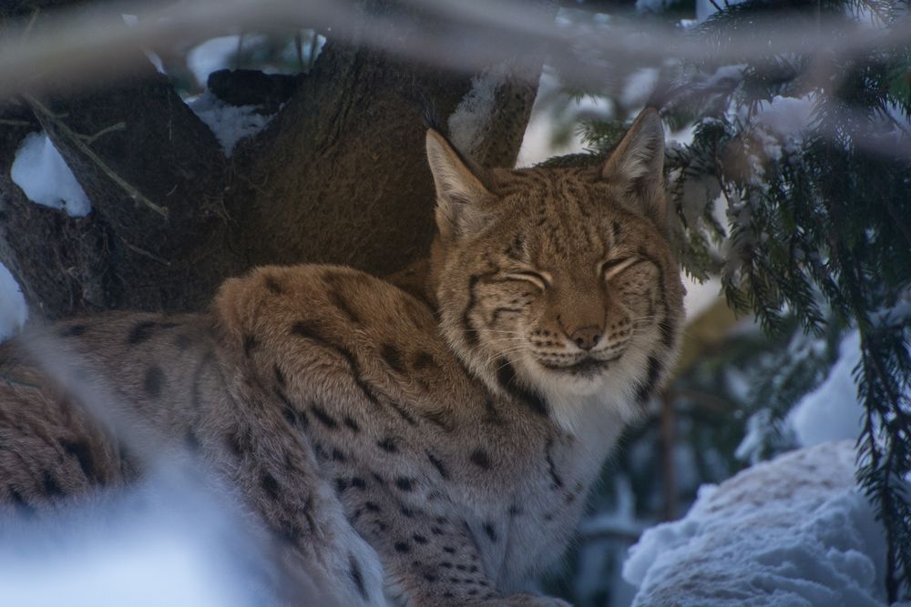 Luchs im Tierpark Arth-Goldau