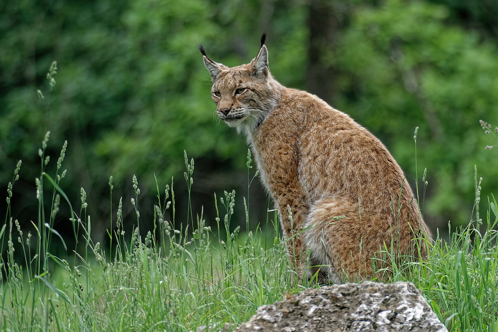 Luchs im Tierpark bad Mergentheim