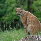 Luchs im Tierpark bad Mergentheim