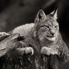 Luchs im Tierpark Berlin