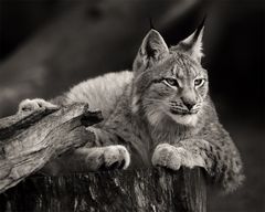 Luchs im Tierpark Berlin