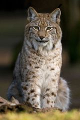 Luchs im "Tierpark Essehof"