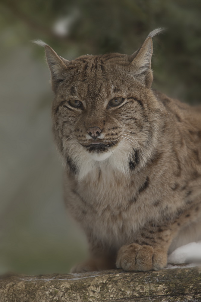 Luchs im Tierpark Goldau No. 10