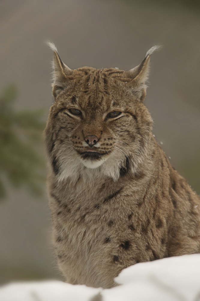 Luchs im Tierpark Goldau No. 11