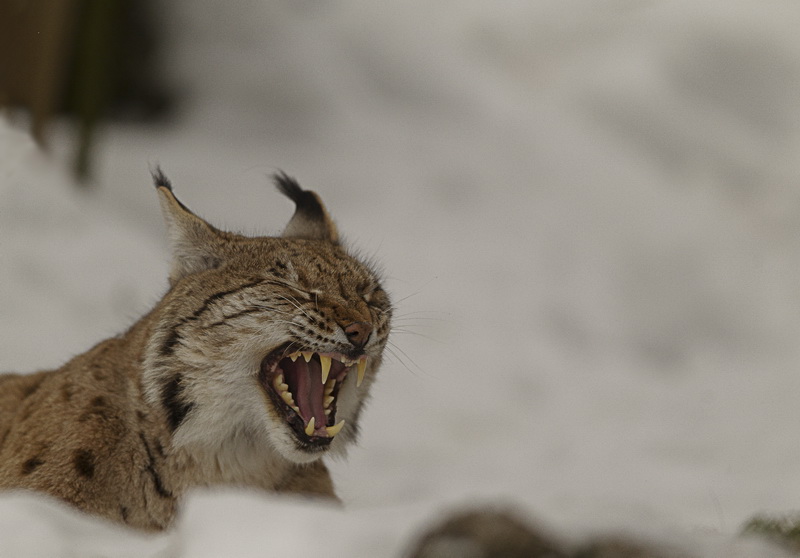 Luchs im Tierpark Goldau No. 5