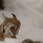 Luchs im Tierpark Goldau No. 5