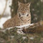 Luchs im Tierpark Goldau No. 7