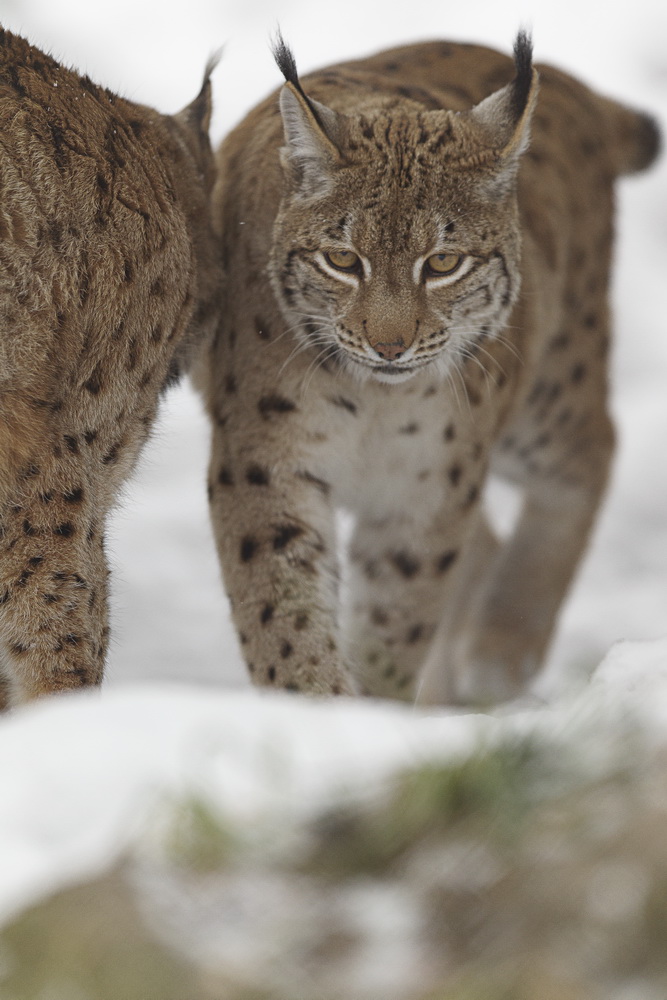 Luchs im Tierpark Goldau No. 8