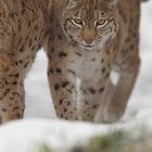 Luchs im Tierpark Goldau No. 8