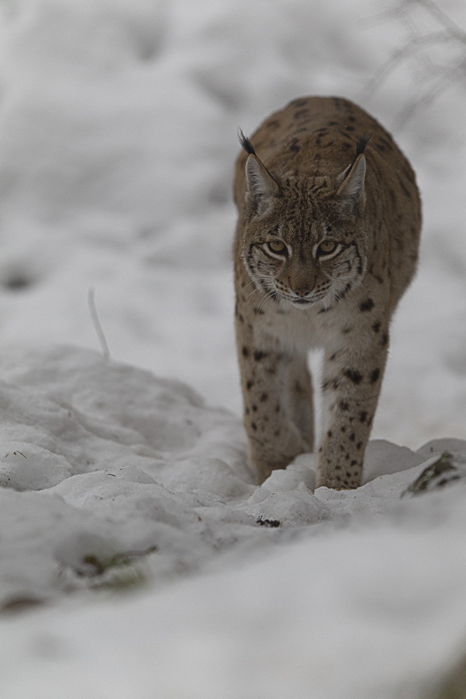 Luchs im Tierpark Goldau No. 9