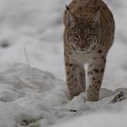 Luchs im Tierpark Goldau No. 9