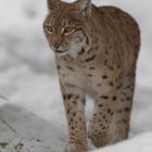 Luchs im Tierpark Goldau No. 9