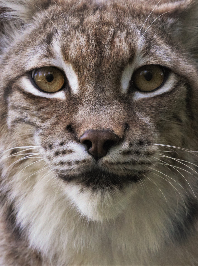 Luchs im Tierpark Hellabrunn