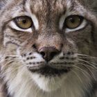 Luchs im Tierpark Hellabrunn