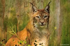 Luchs im Tierpark Hellabrunn