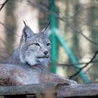 Luchs im Tierpark Kunsterspring