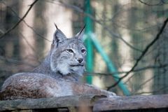 Luchs im Tierpark Kunsterspring