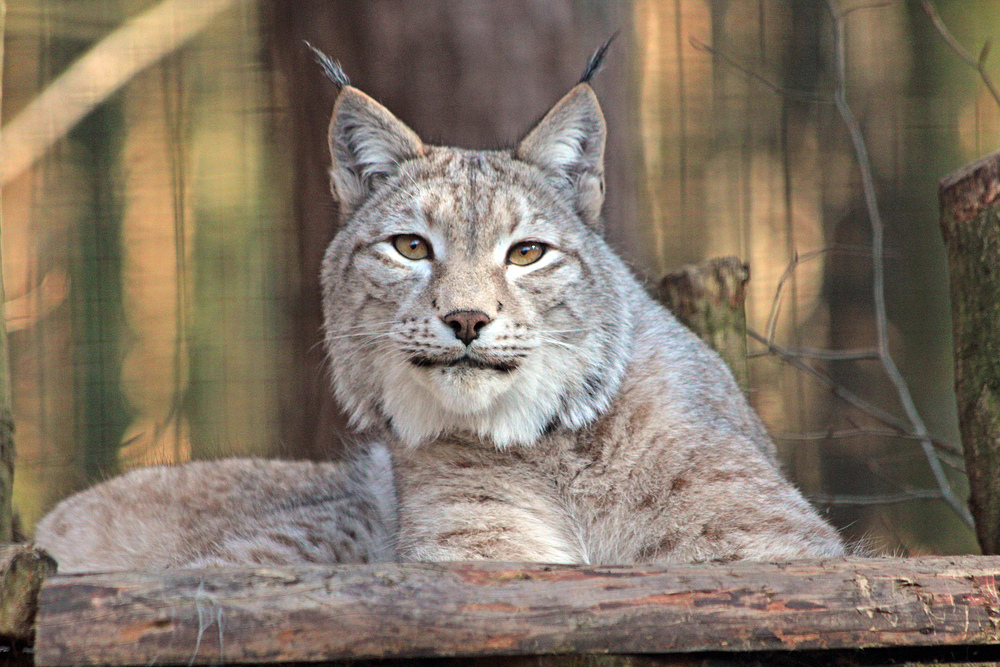 Luchs im Tierpark Kunsterspring