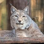 Luchs im Tierpark Kunsterspring