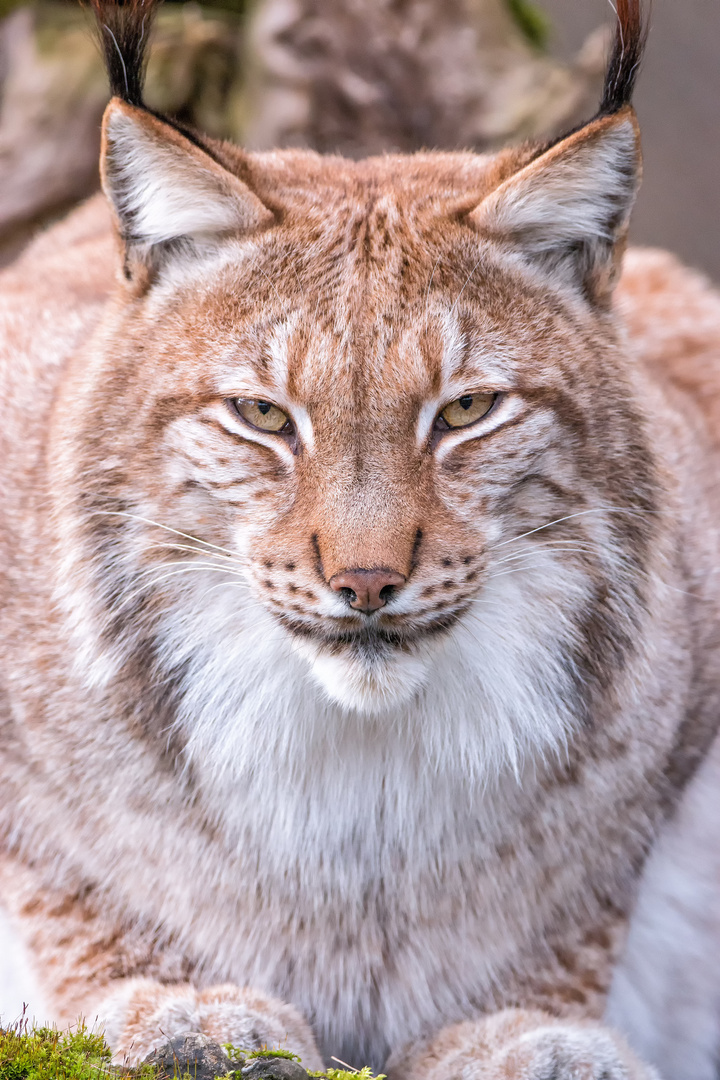 Luchs im Tierpark Lange Erlen