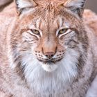 Luchs im Tierpark Lange Erlen