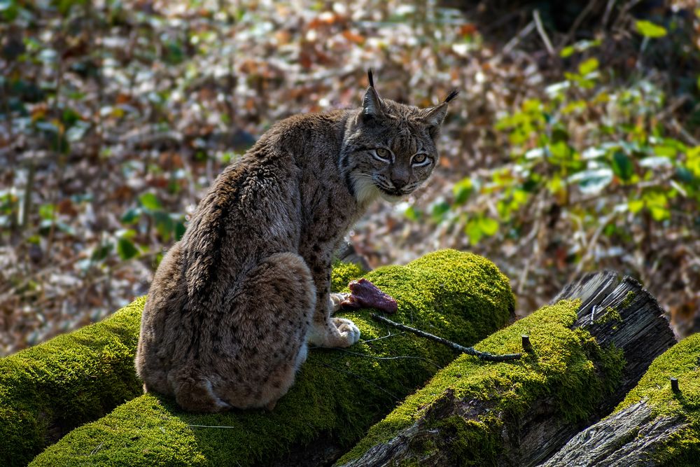 Luchs im Tierpark Langenberg