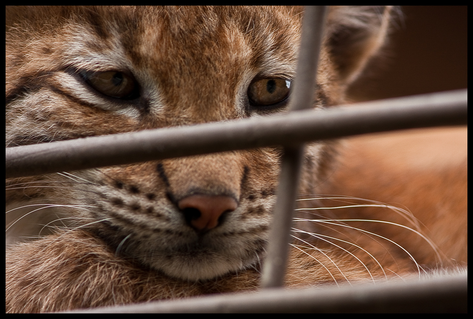 Luchs im Tierpark Odenkirchen